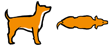 犬の標準体型体型